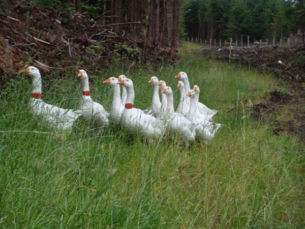 Fowl at the fair