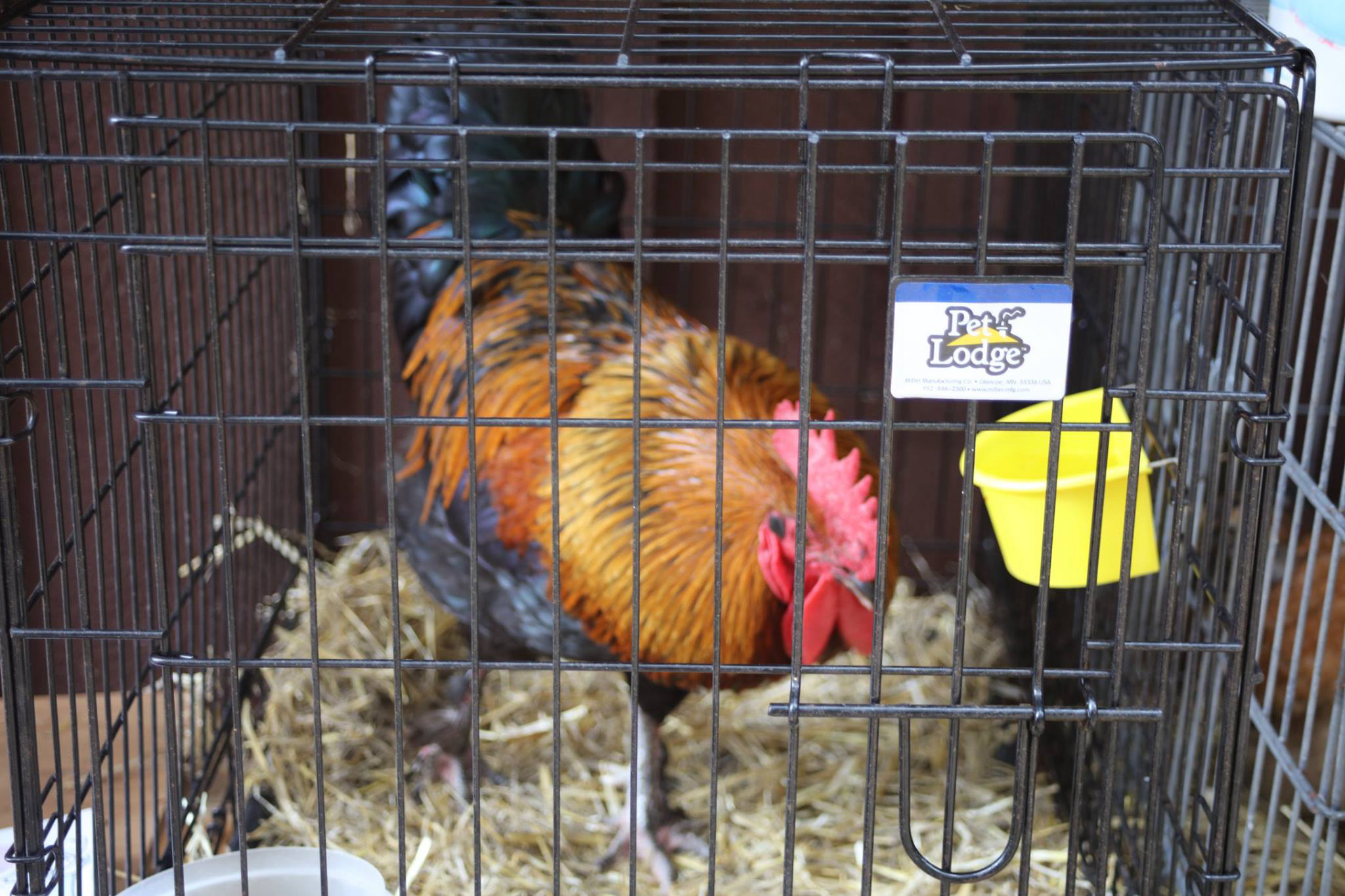 Poultry exhibits at the Tlell Fall Fair